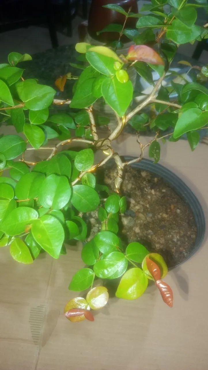 Pitanga fruta Pré-Bonsai - Foto 2