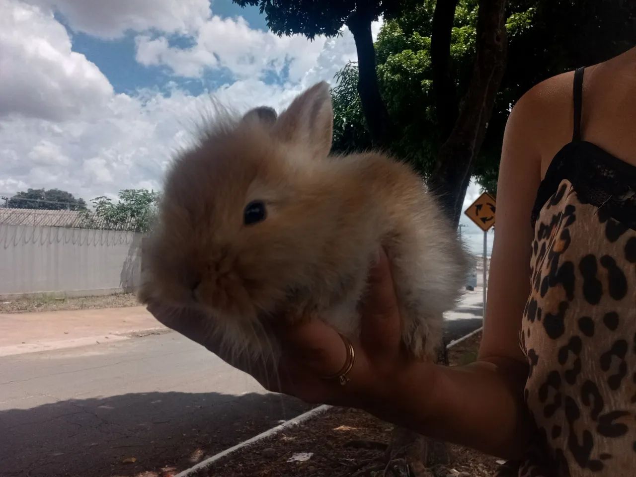 Coelha Lion filhote - Foto 5