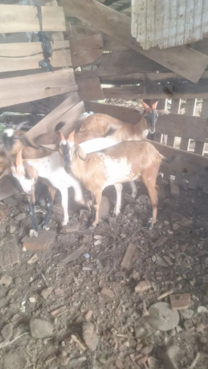 Bode e cabra - Foto 2