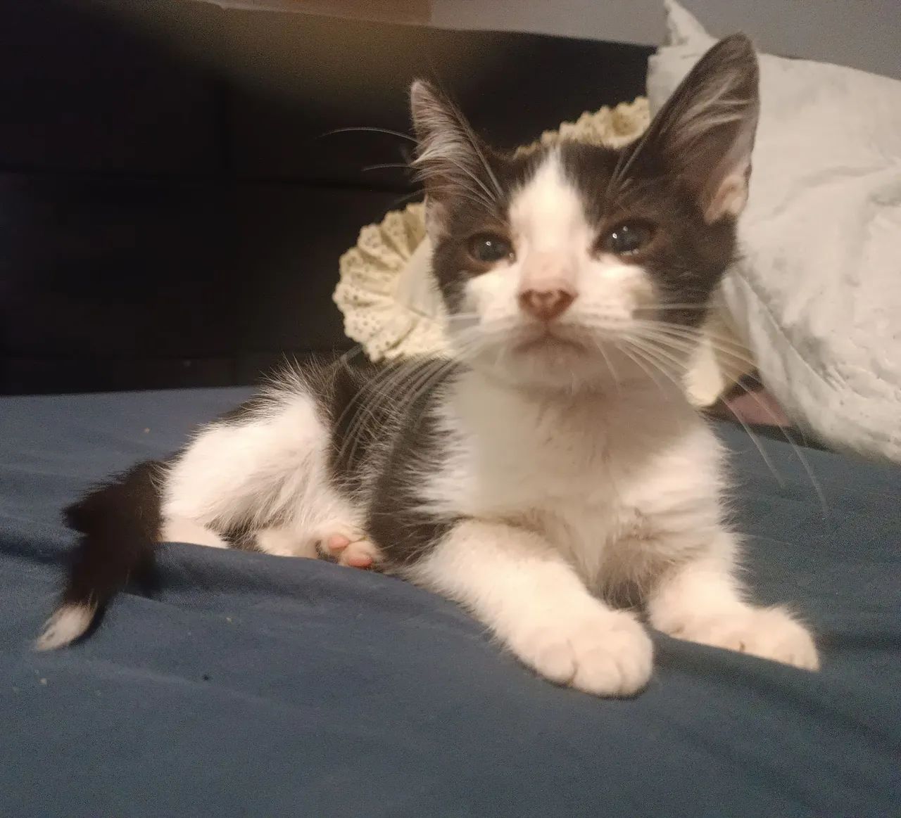 Doa-se gatinho frajola resgatado macho - Foto 3