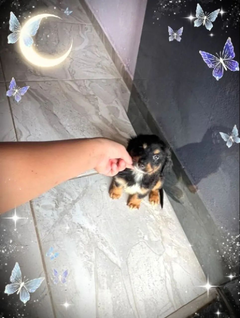 Filhote de Lhasa Apso  - Foto 4