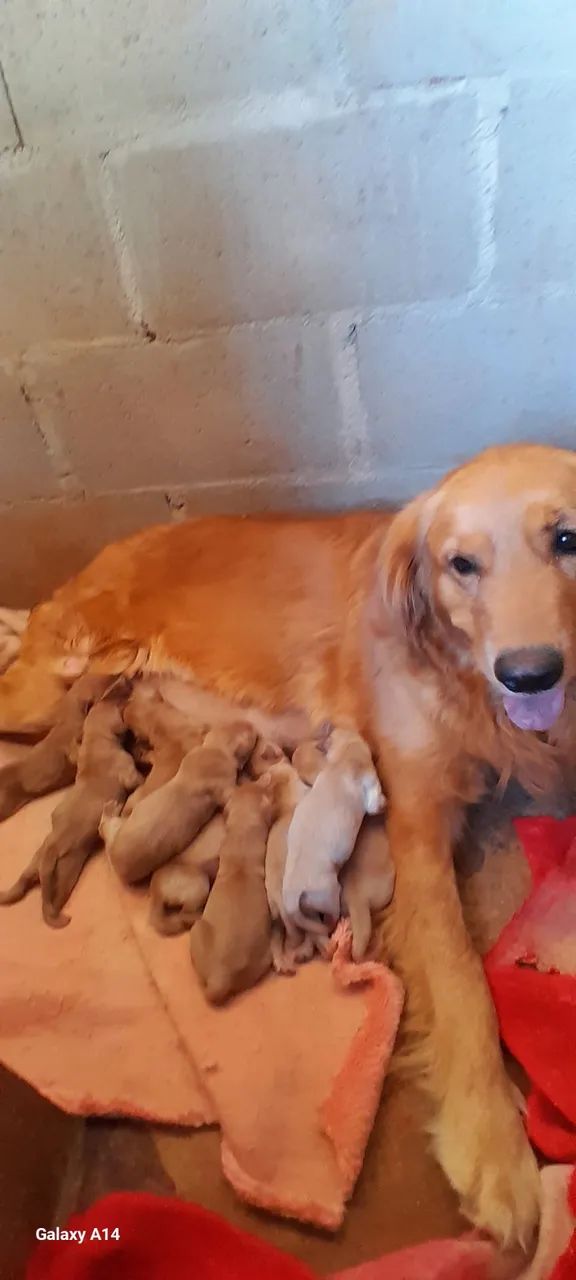 Golden Retriever disponíveis puros - Foto 5
