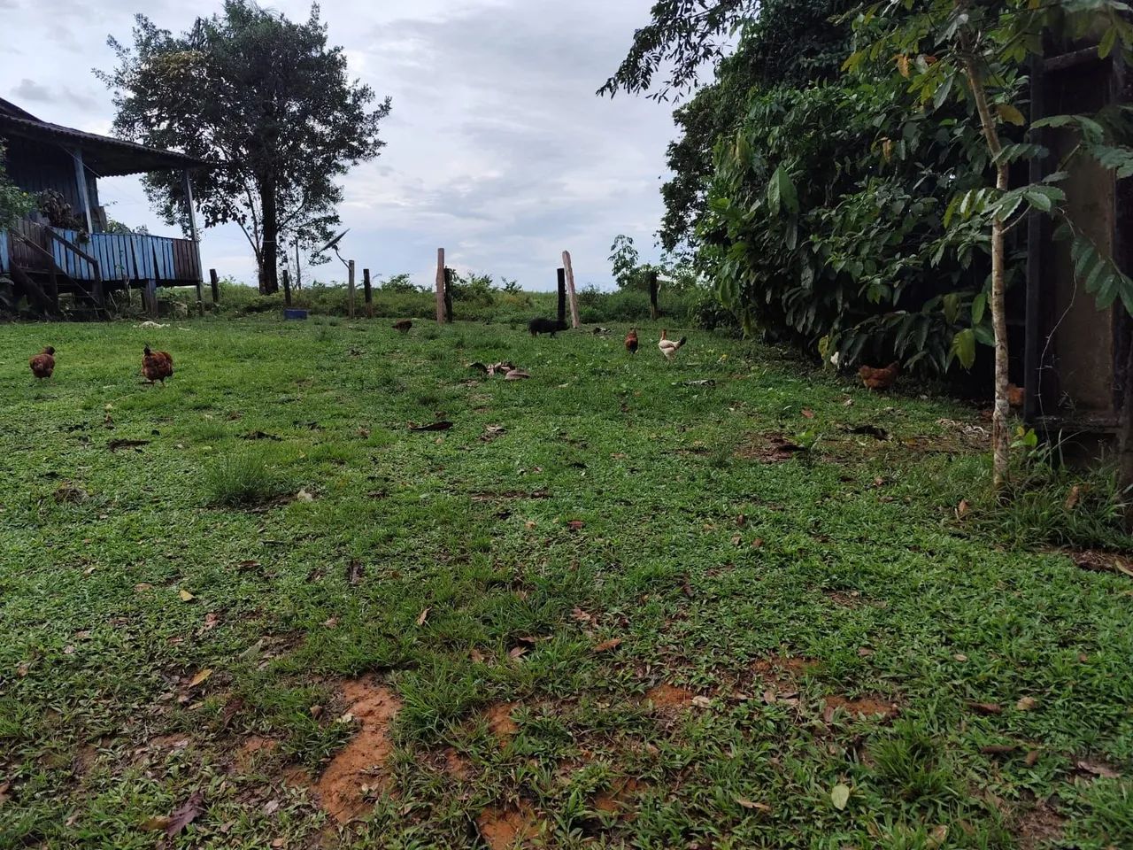 Fazenda - Foto 4