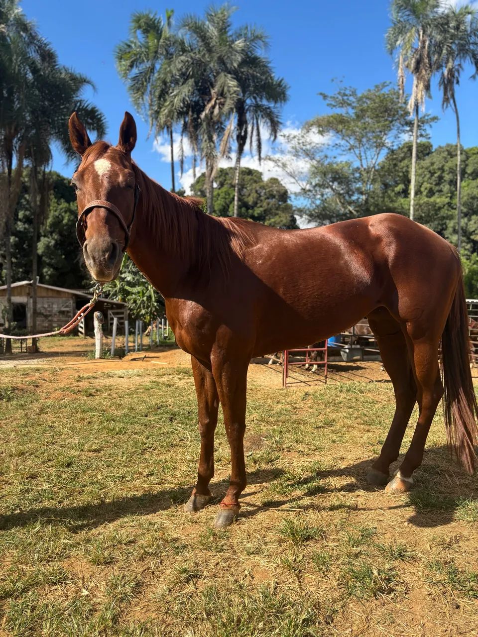 Égua QM pronta no Tambor - Foto 3
