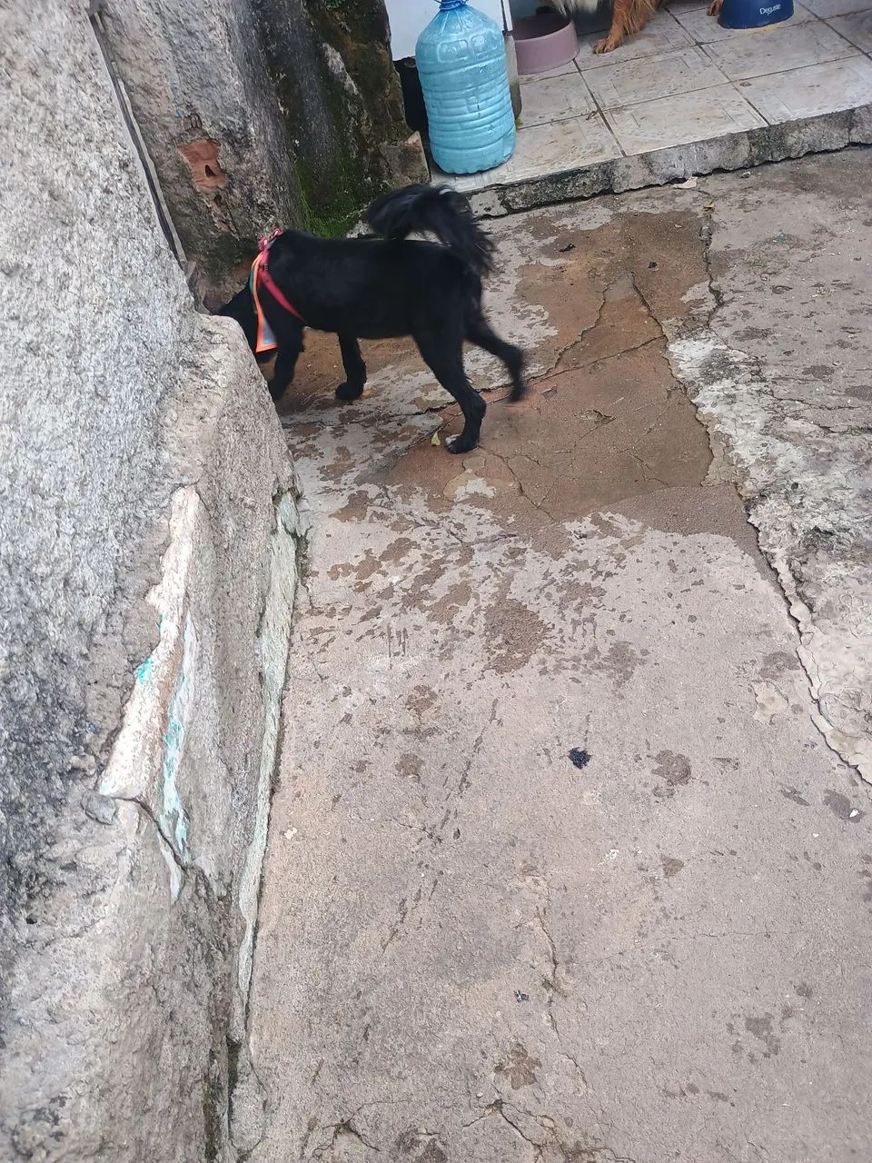 Doação responsável  - Foto 2