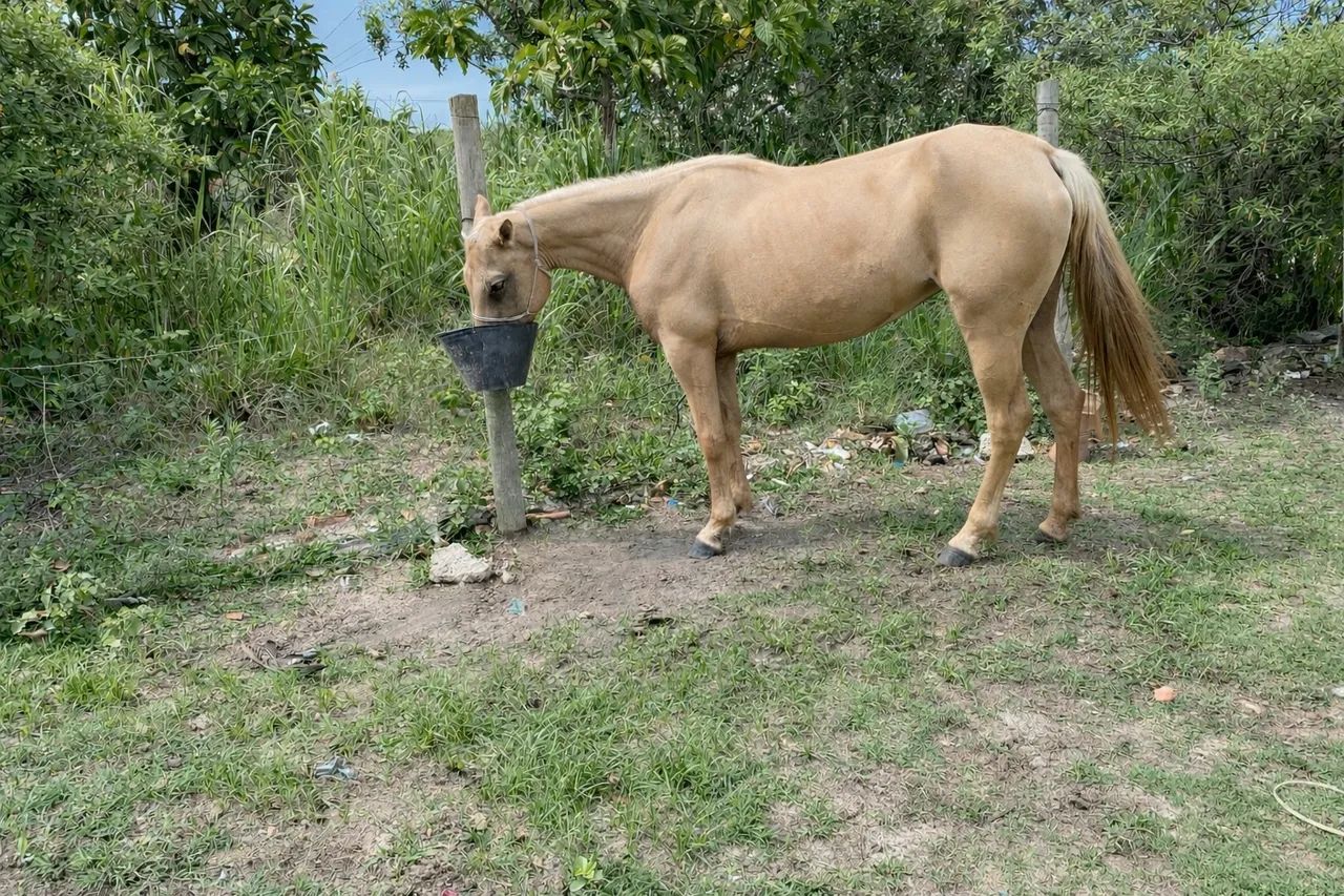 Égua documentada ( só pra reprodução)