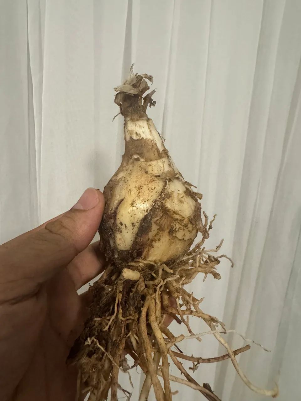 Muda de Lirio aranha - Foto 4