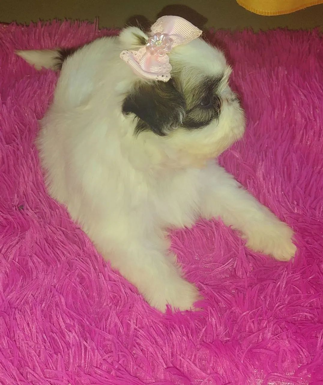 Shitzu femea - Foto 2