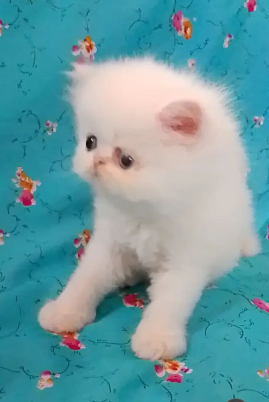 Filhotes persa Chow  - Foto 2