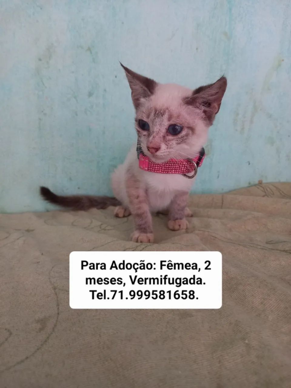 Gatos para Adoção  - Foto 4