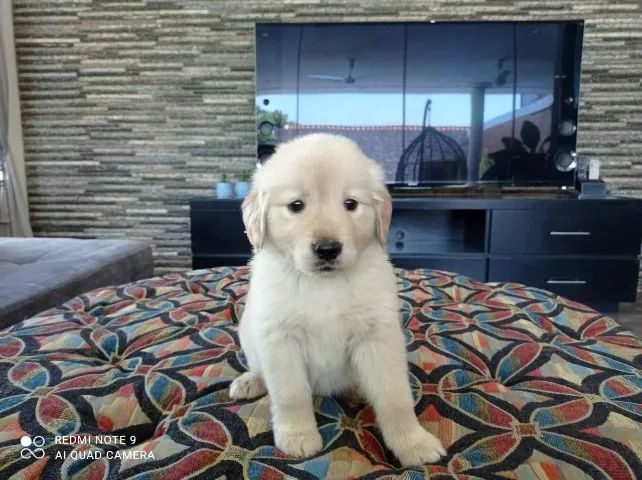 Golden Retriever,Golden Retriever Filhote com Estrutura Perfeita e Jeito Amável