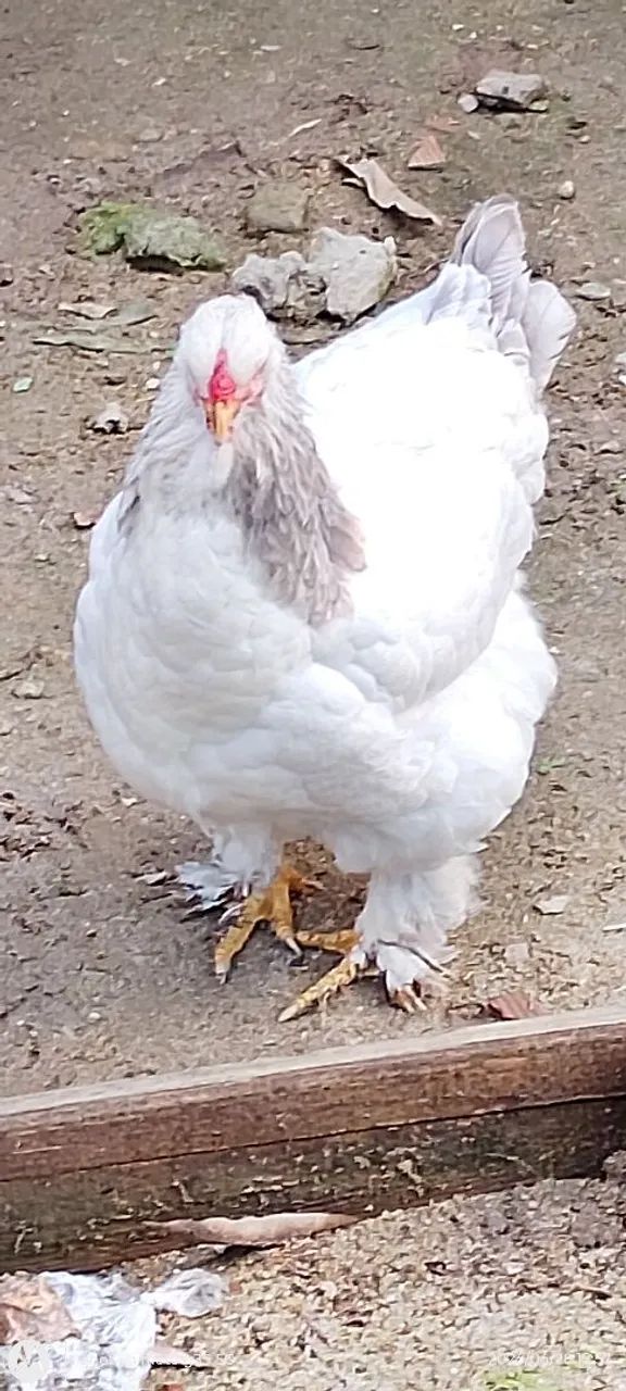 Galo Brahma light  - Foto 3