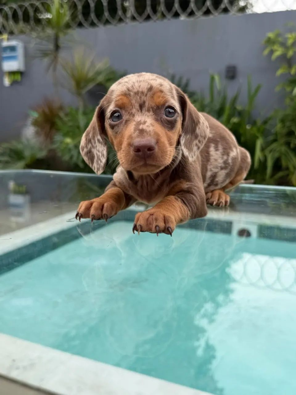 Dachshund