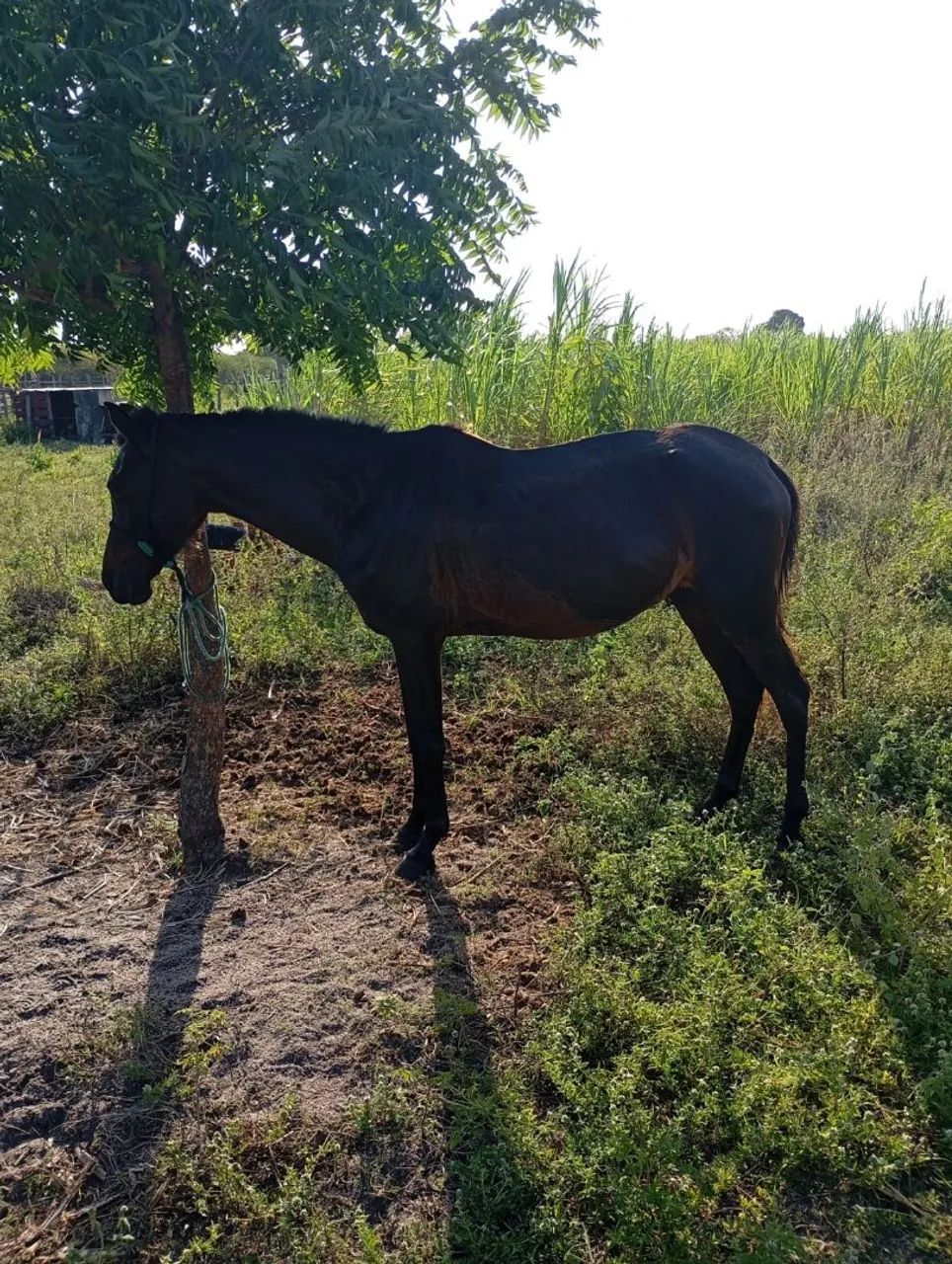 Cavalos - Foto 2