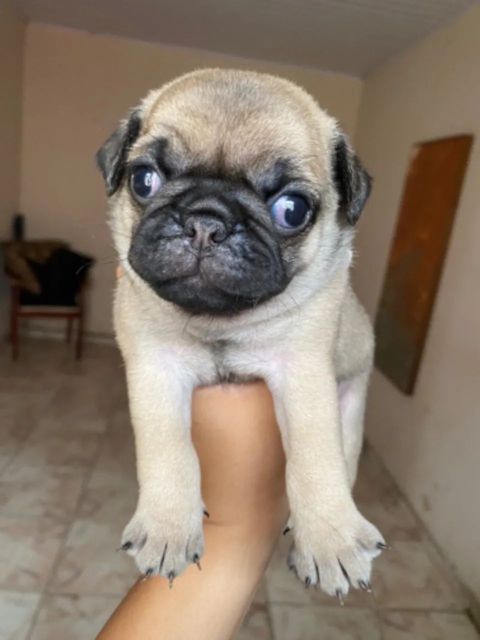 CACHORRO PUG - MINIATURA - Foto 5