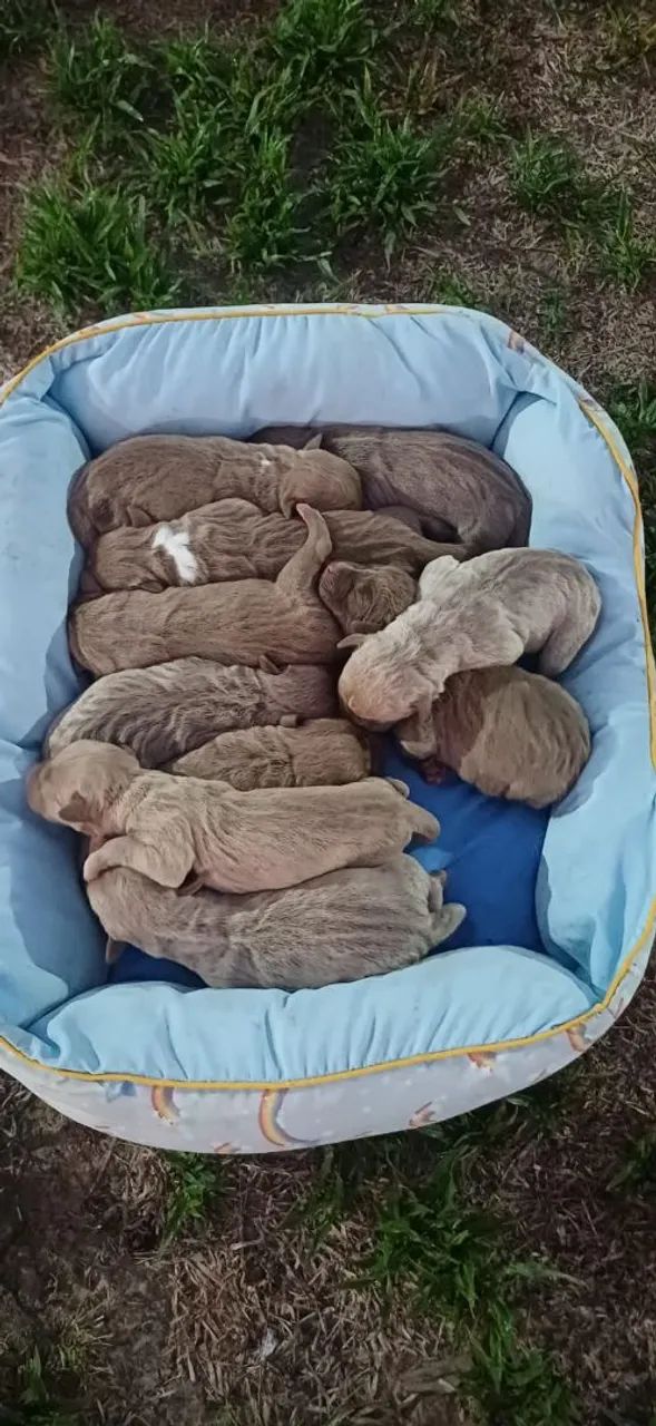 Animais - Foto 4