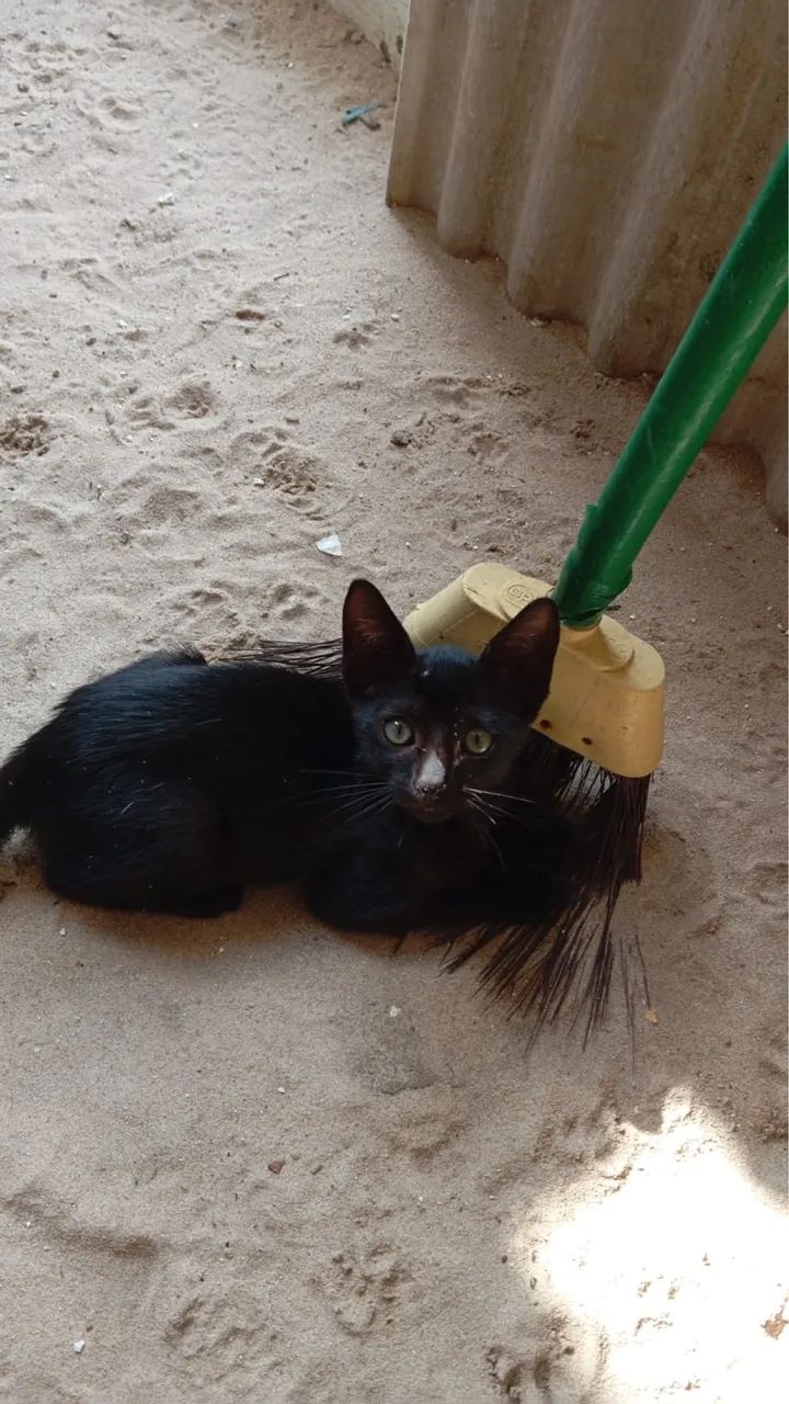 Gatinhos filhotes pra adoção  - Foto 2