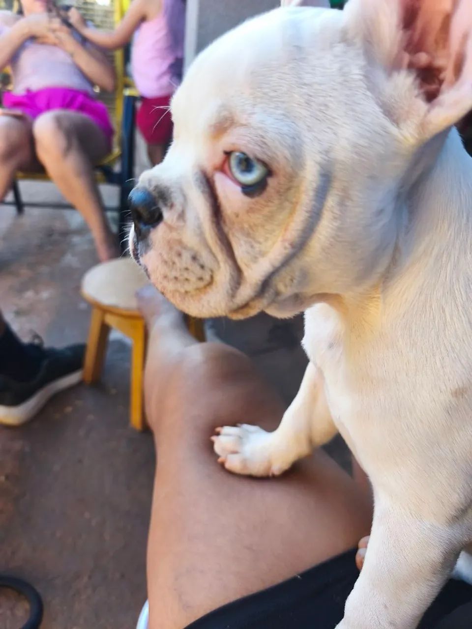 Bulldog Francês fêmea 3 meses vacina V8 importada e vermífugo em dias  - Foto 2