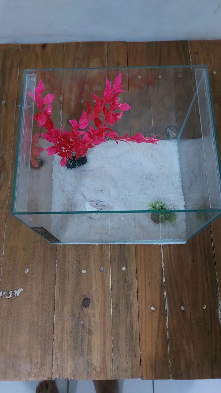 Aquário 10L Novo - Foto 4