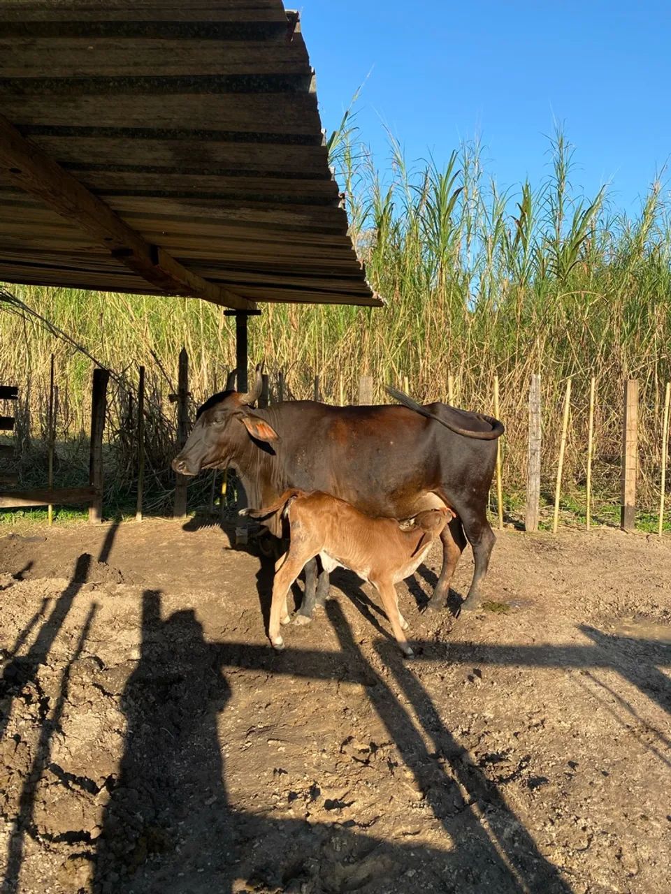 Vaca com Bezerra  - Foto 2