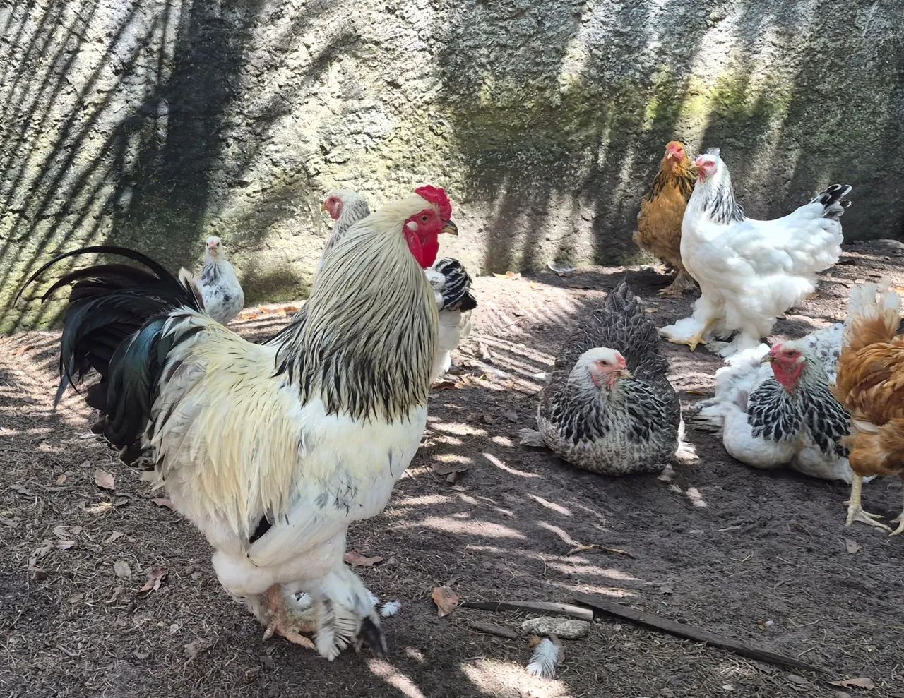 Pintinhos Brahma Light e Buffy - Foto 2