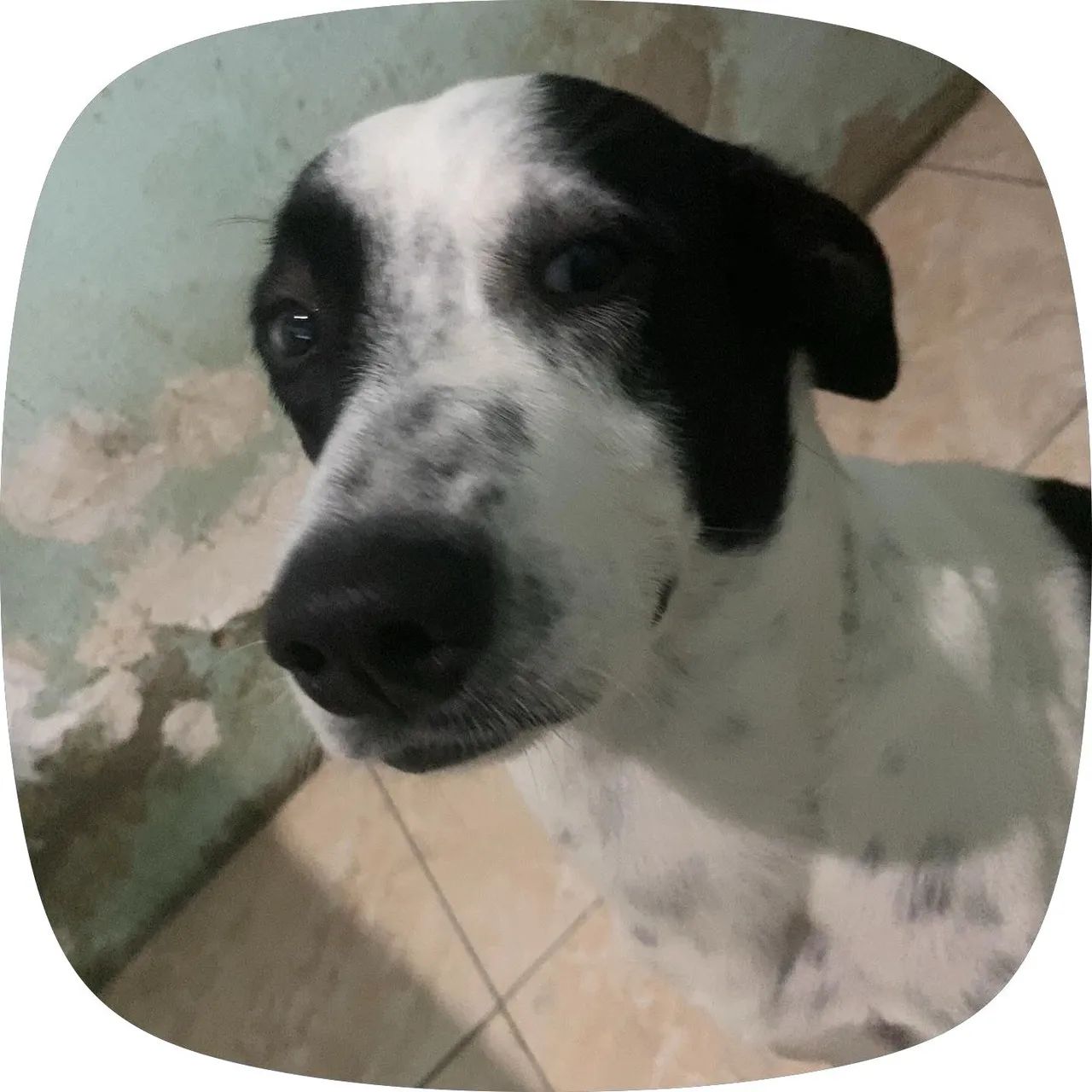 Cães  - Foto 2