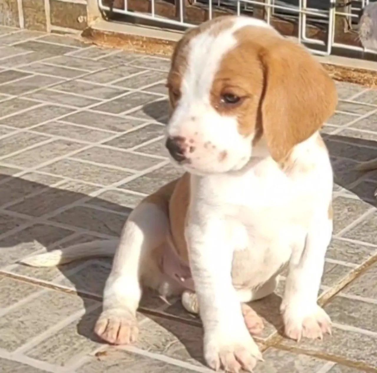 Beagles bicolor machinho  - Foto 4