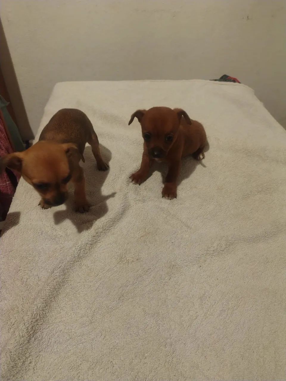 Filhotes de Pinscher - Foto 4