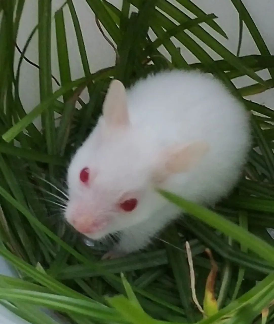 Hamster sírio (a raça mais dócil de todas)com 45 dias - Foto 6