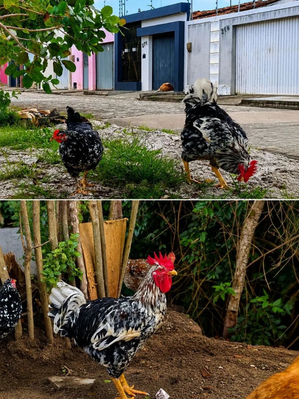 0vos férteis da raça GSB  - Foto 2