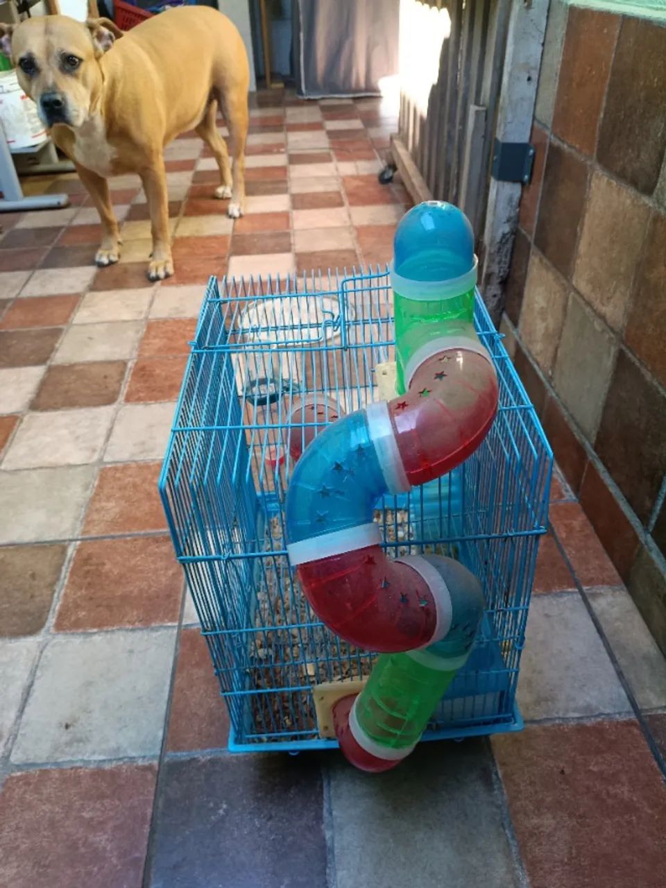 Gaiola para HAMSTER - Foto 2