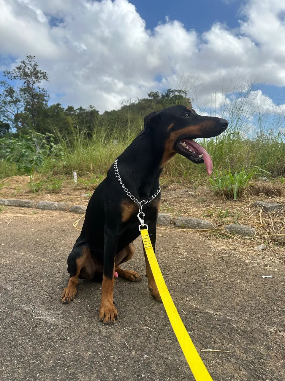 Doberman filhote 