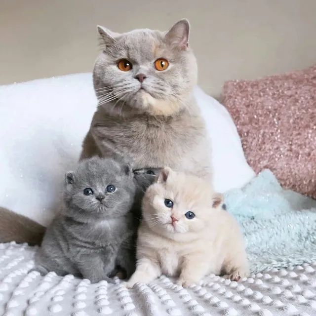 British Shorthair 
