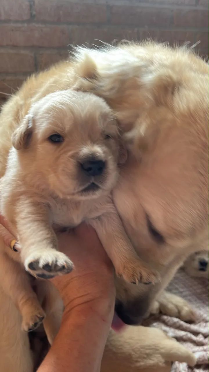 Golden Retriever - Foto 3