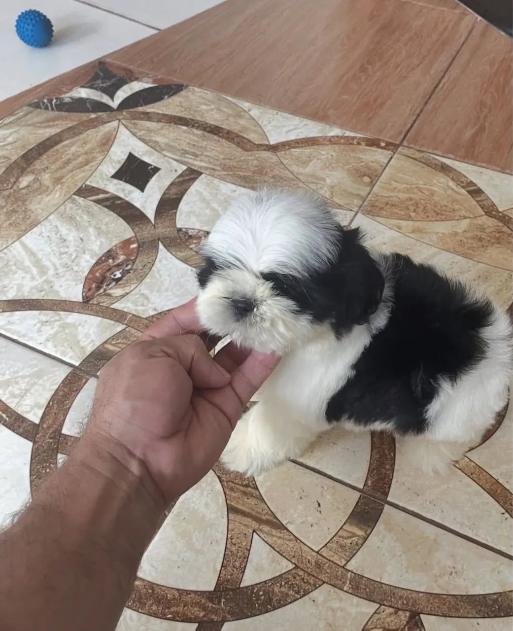 Filhote de shih tzu 