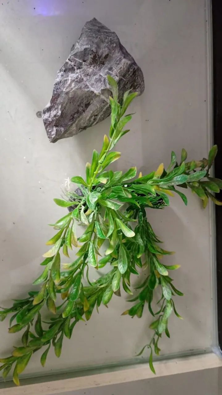 Aquário abaulado 40 L (com riscos ) - Foto 2