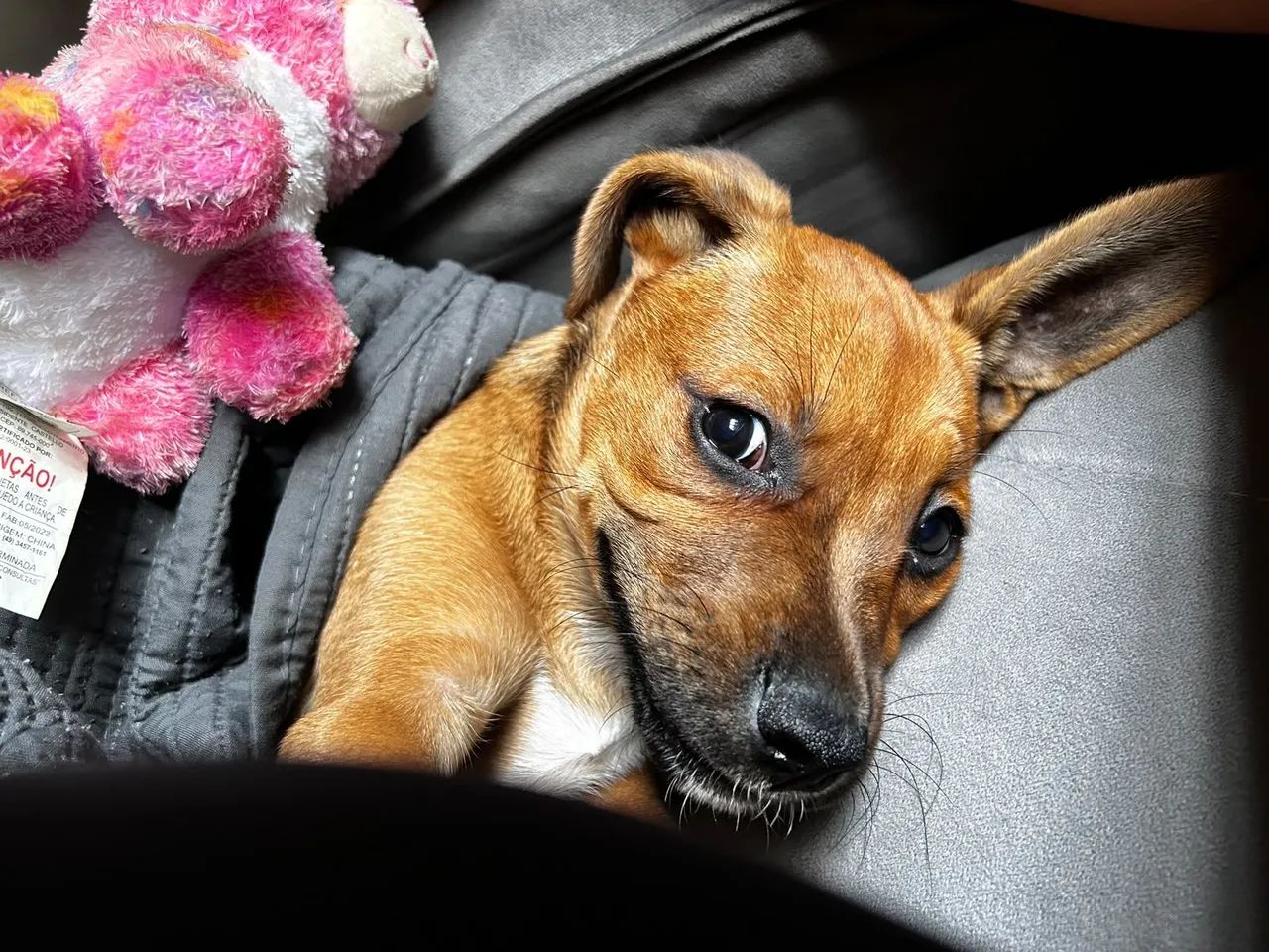 Doação de um cachorro - Foto 5