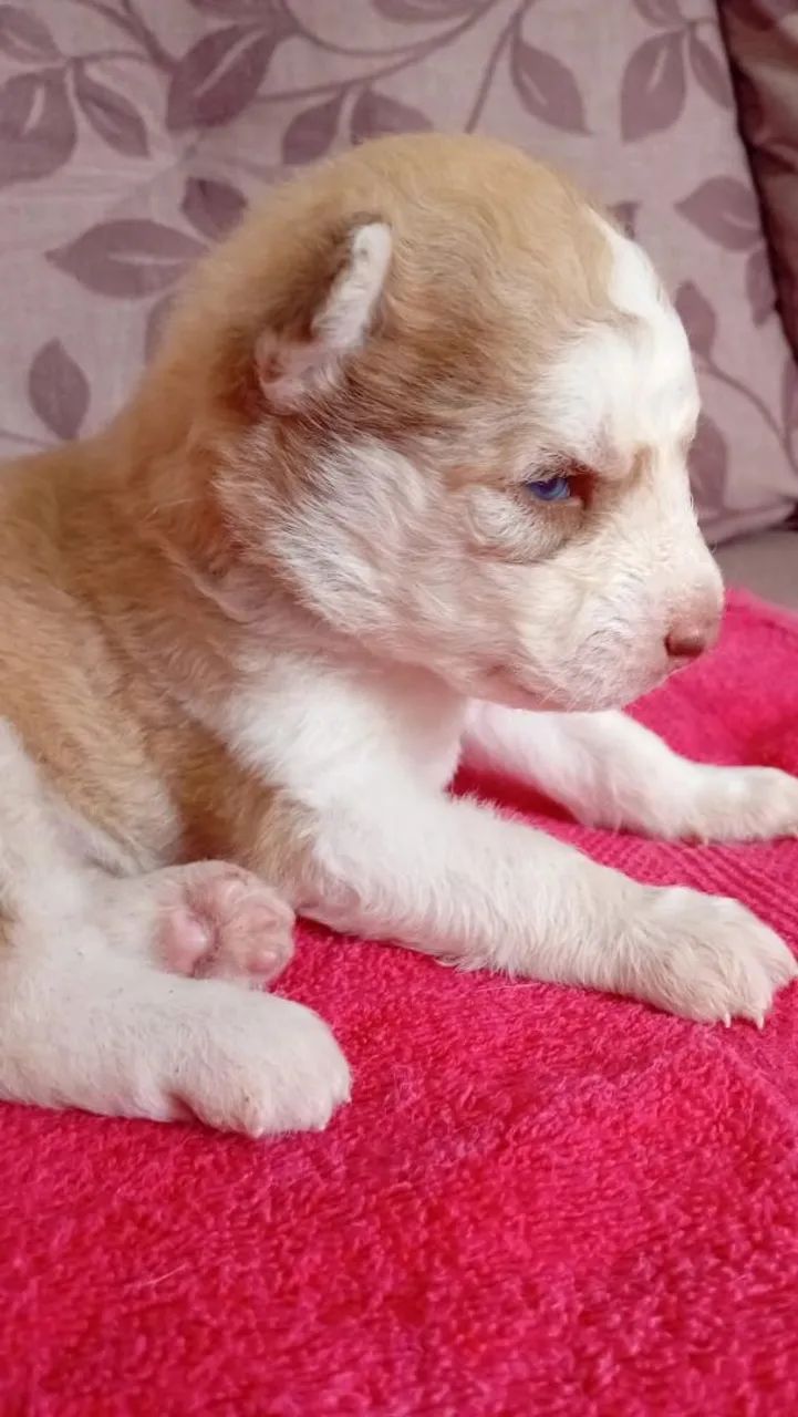Husky siberiano a venda 