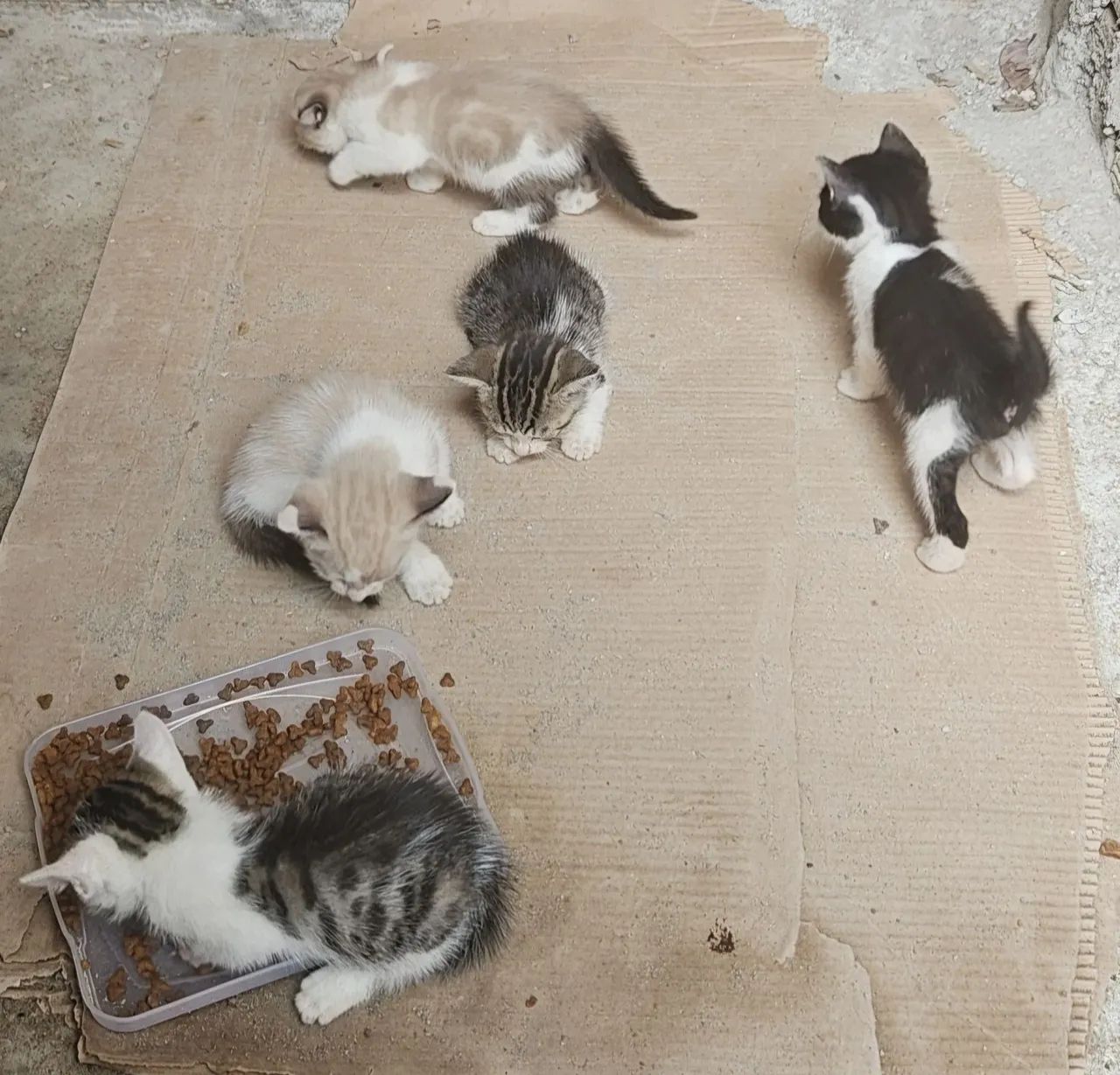 Gatinhos para doação