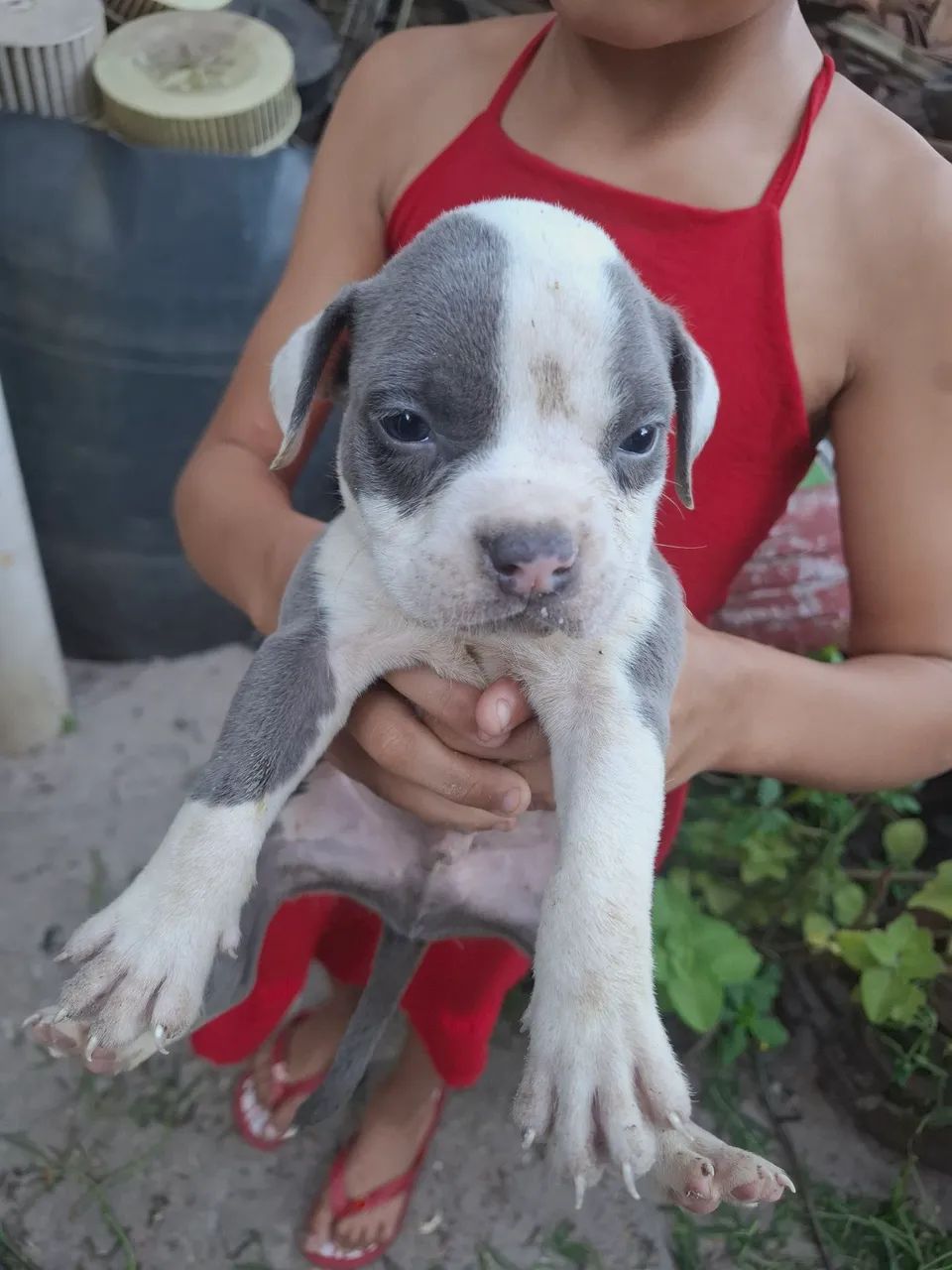 Filhote de American bully standard  - Foto 2