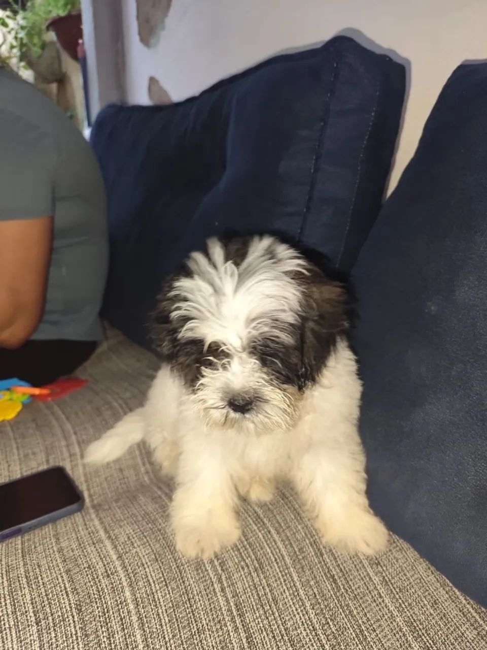 Cachorro Shih Tzu - Foto 4