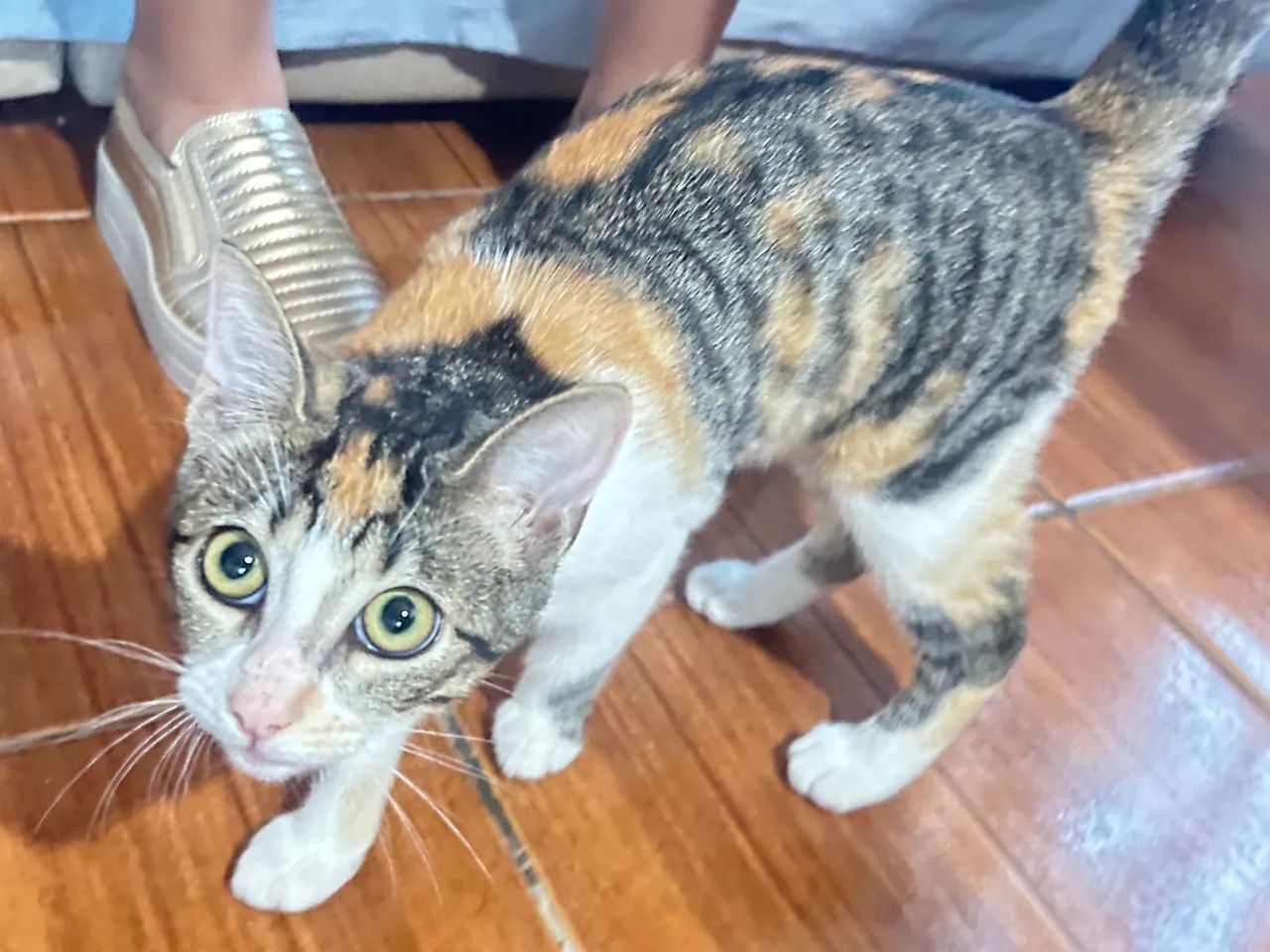 Gatinha para doação  - Foto 6