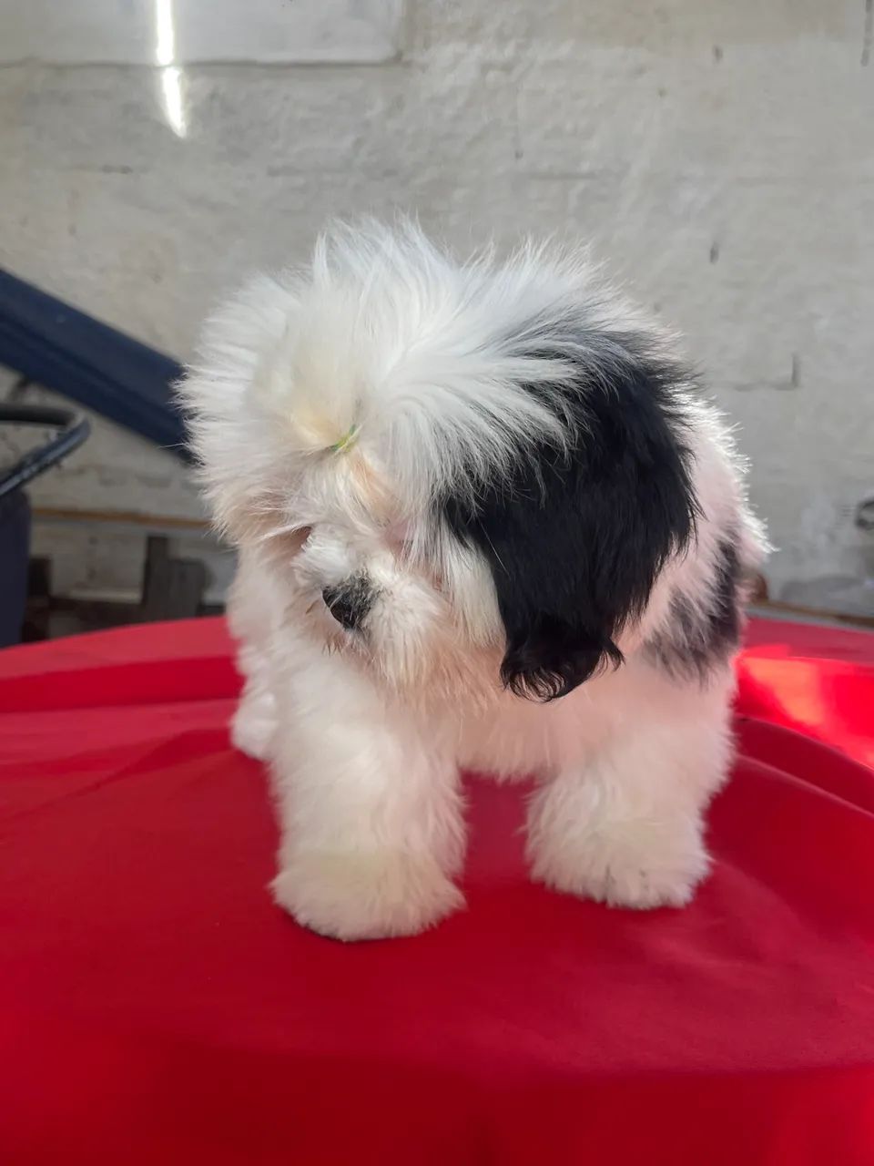 Cachorrinho 