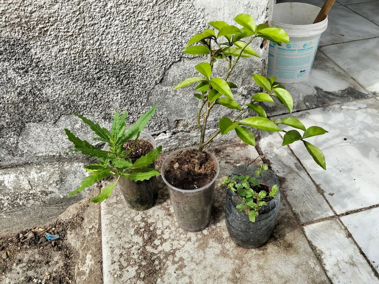 Mudas e Maços Embuá  - Foto 5