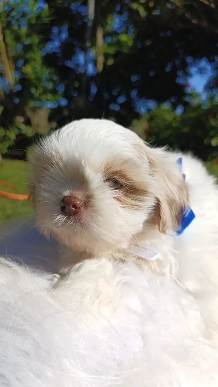 Shihtzu  - Foto 4