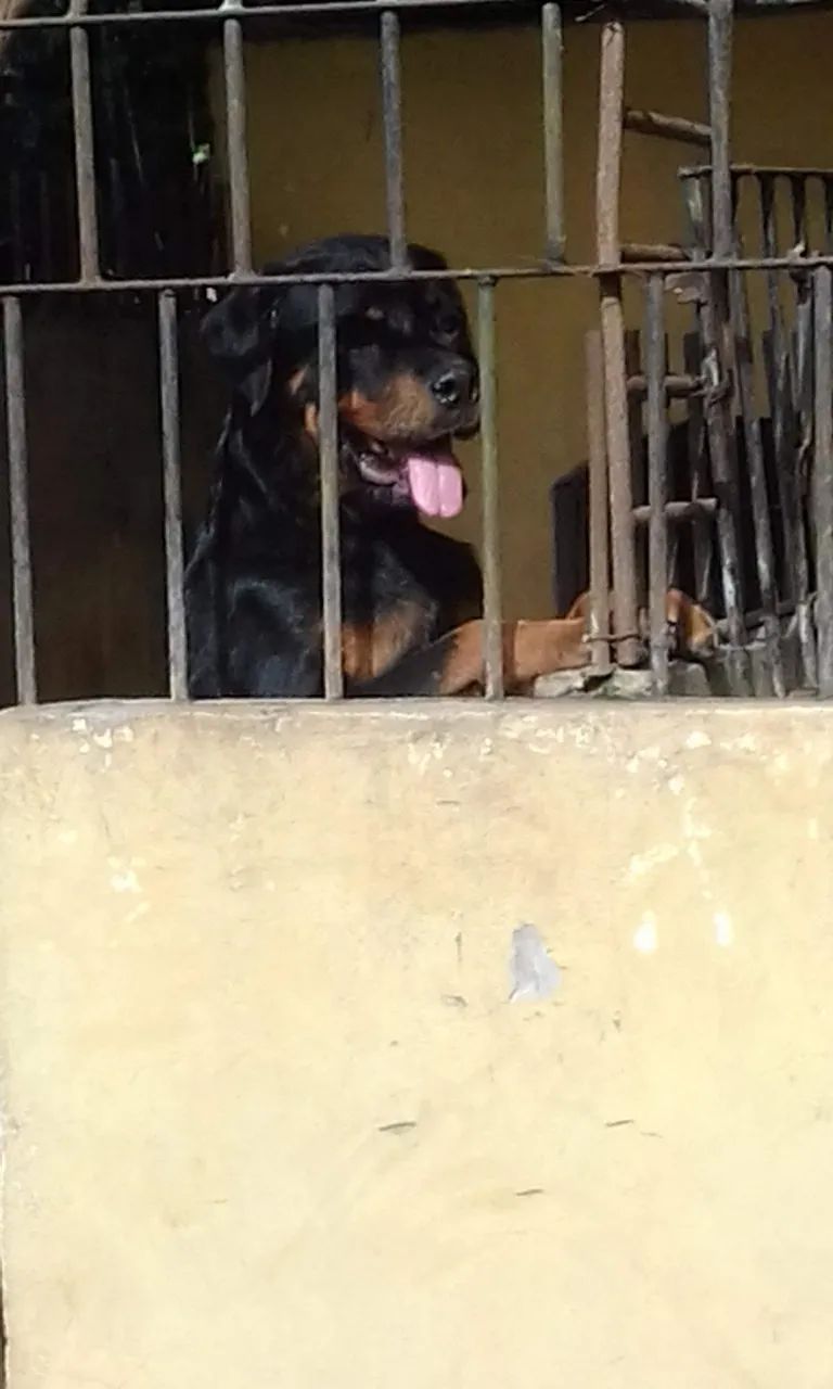 Rottweiler  - Foto 3