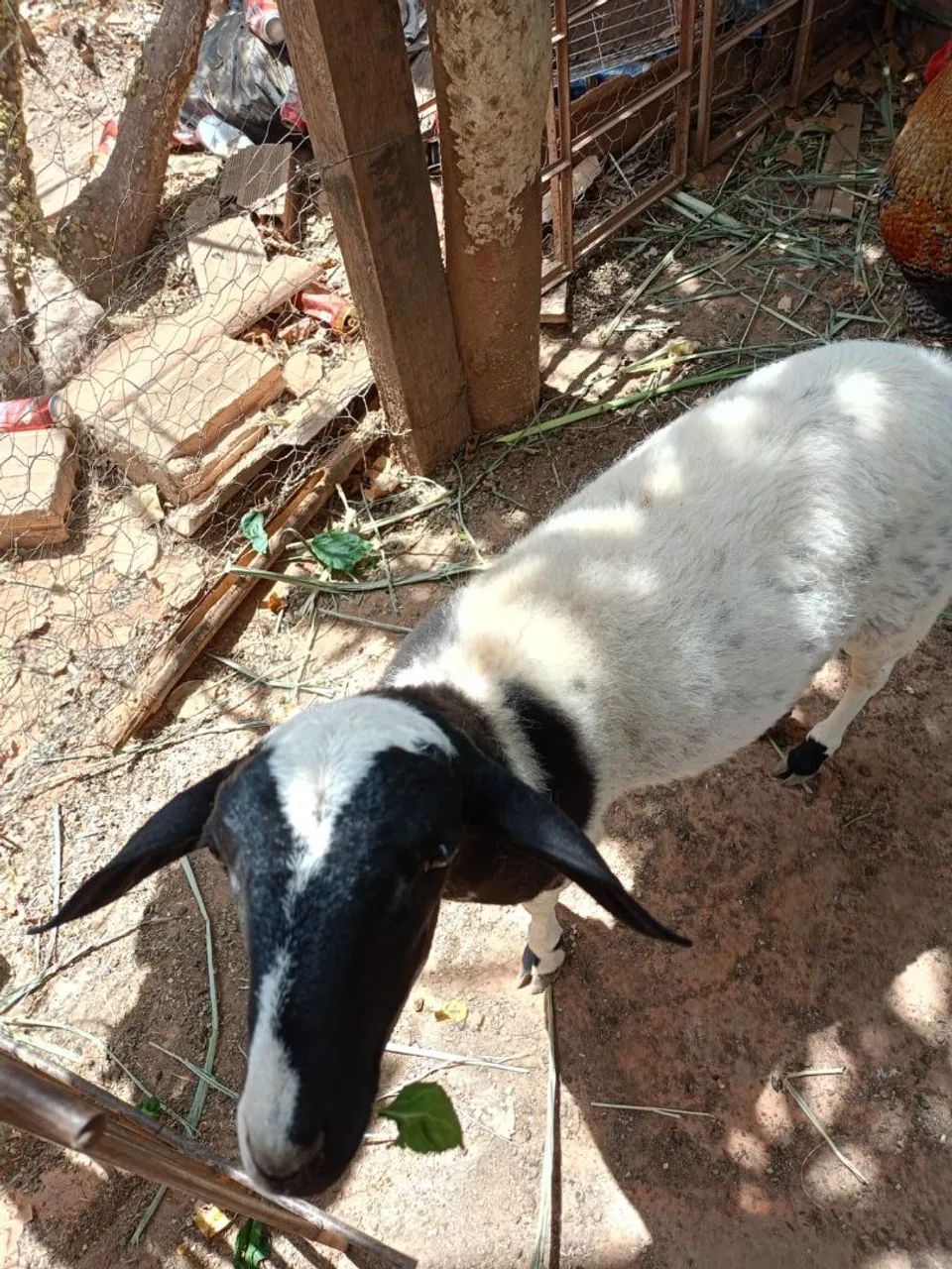 Carneiro de 7meses ideal pra criaçao ou abate  - Foto 2