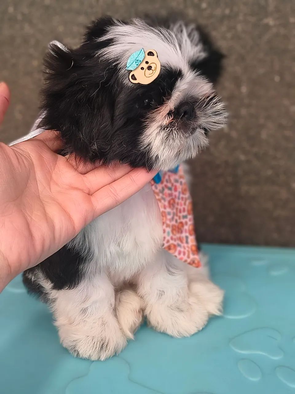 Shih tzu  - Foto 2