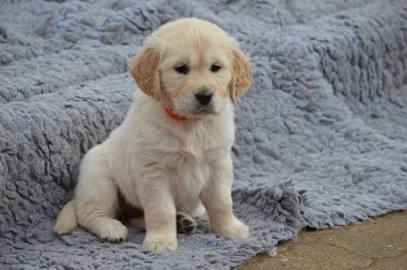 Golden retriever  - Foto 2