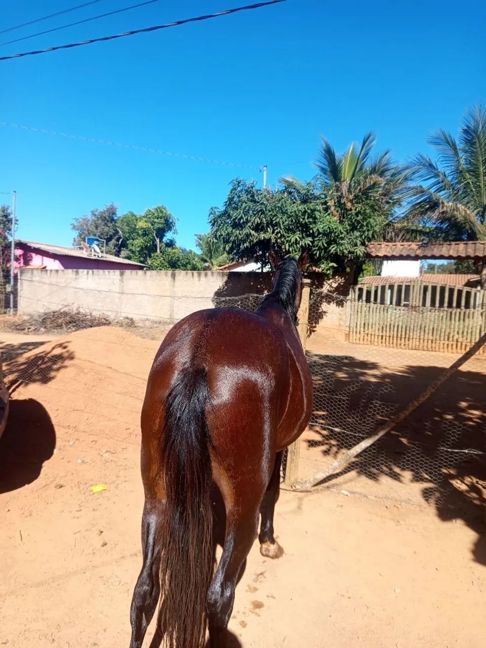 Égua prenha - Foto 5